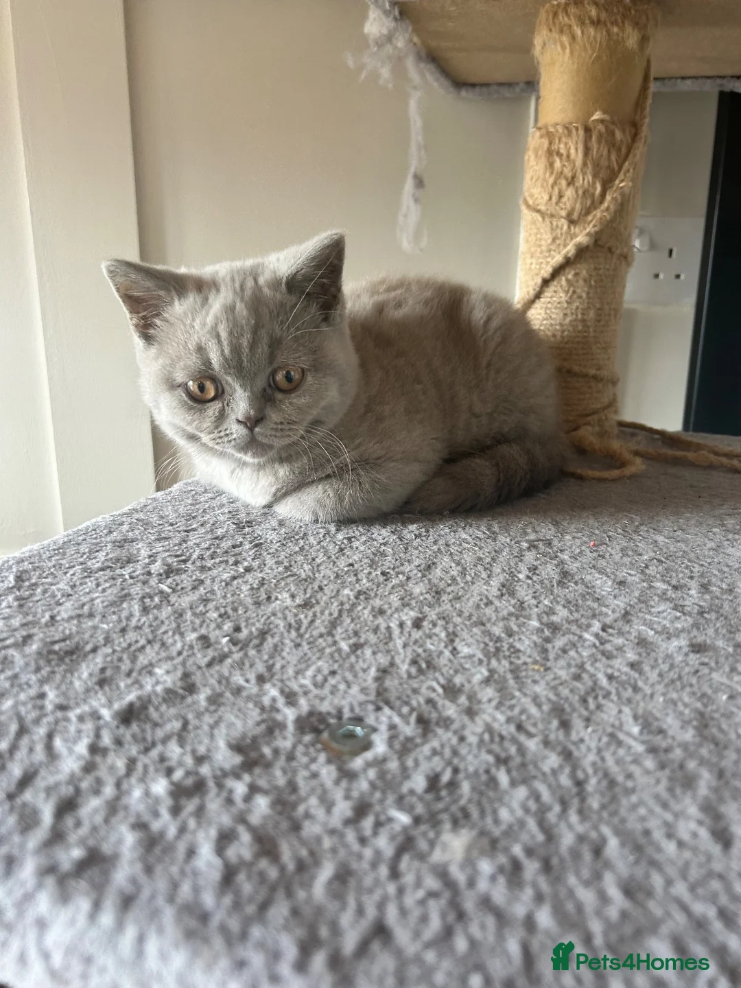 British Shorthair cats for sale: Bsh British short hair grey boy  - Advert 6