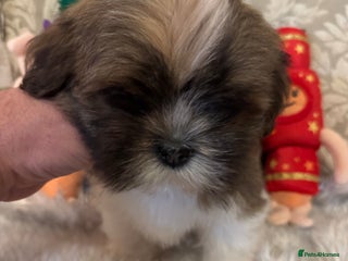 Lhasa Apso dogs KC reg female Lhasa apso puppy PRA clear - Advert 18