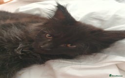 Maine Coon cats for sale: Maincoon x ragdoll  - Image 18