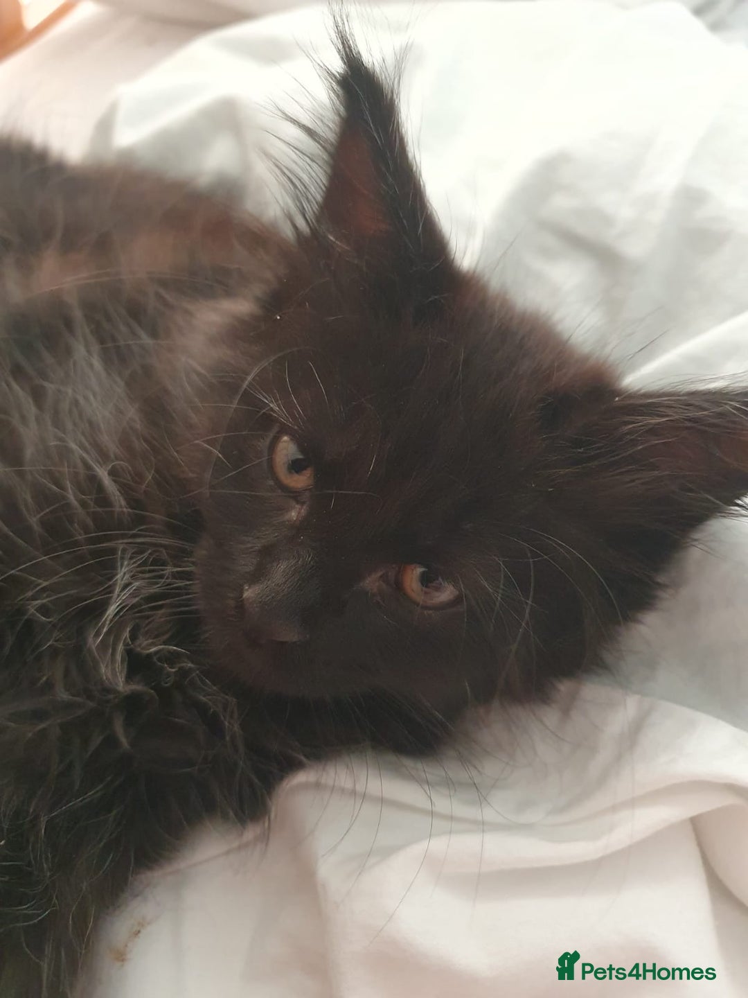 Maine Coon cats for sale: Maincoon x ragdoll  - Image 18