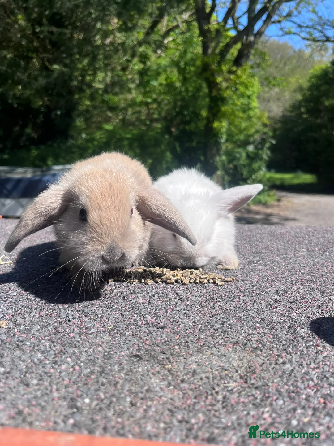 Mini Lop rabbits for sale: Mini Lop Rabbits | Ready Now | Hampshire in Alton - Advert 7