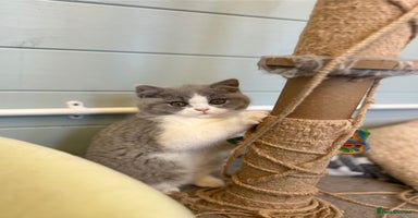 British Shorthair cats - Advert 8