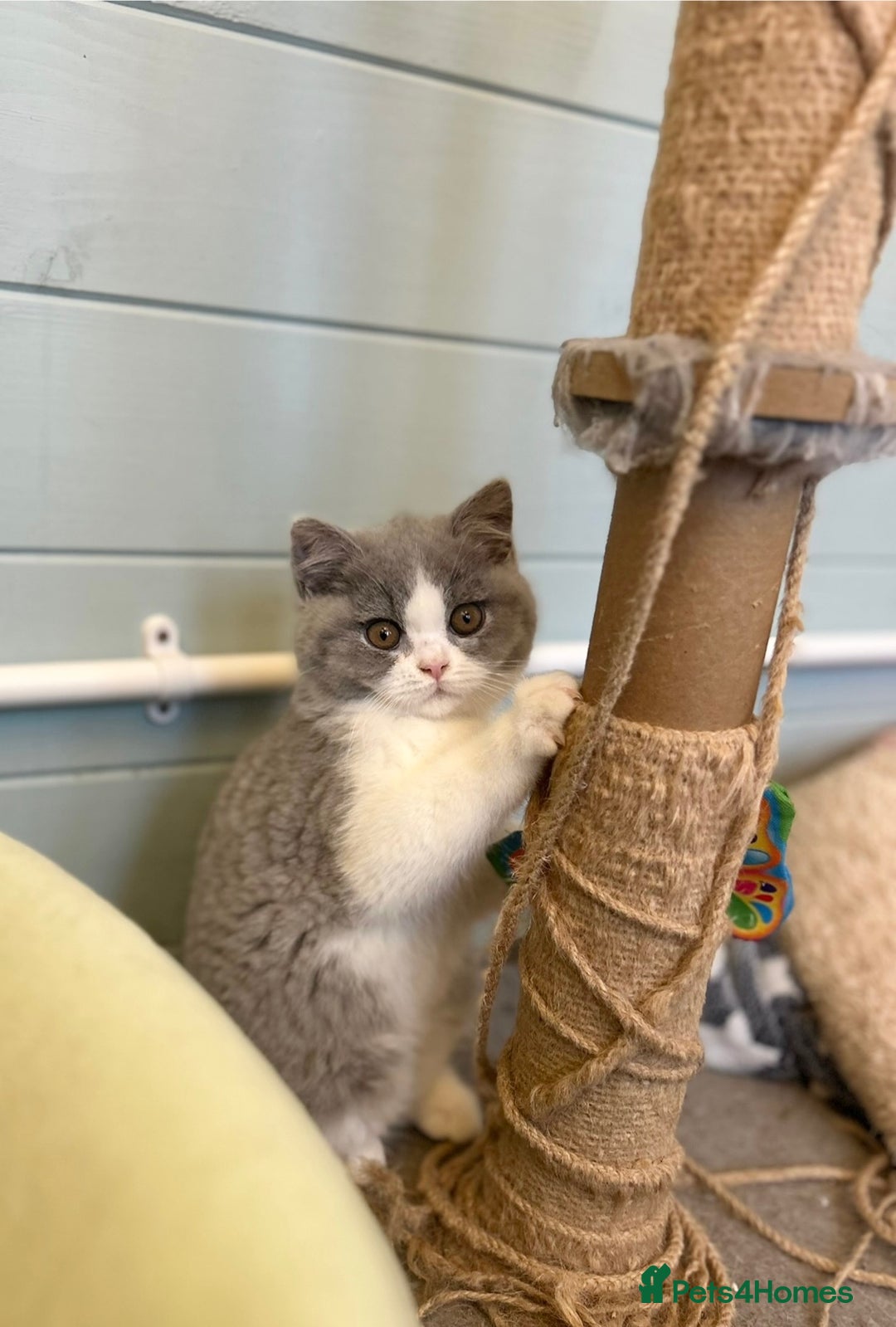 British Shorthair cats for sale: TICA registered Bluebio colour kitten - Image 3