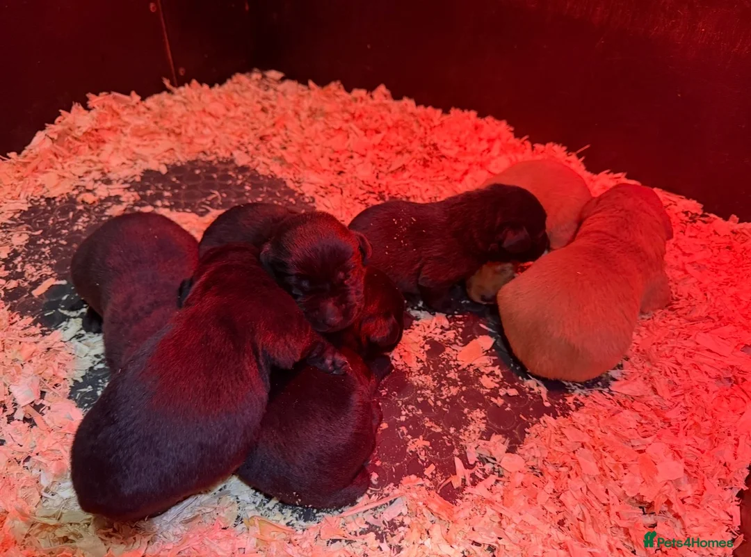 Labrador Retriever dogs for stud: Health clear,hip scored,KC Red Labrador for stud in Darlington - Advert 25