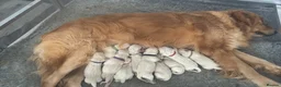 Golden Retriever dogs for sale: Golden retriever puppies  - Advert 1