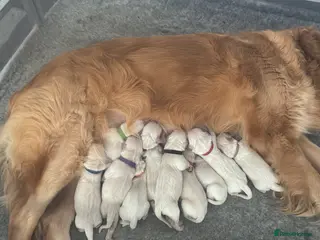 Golden Retriever dogs Golden retriever puppies - Advert 2