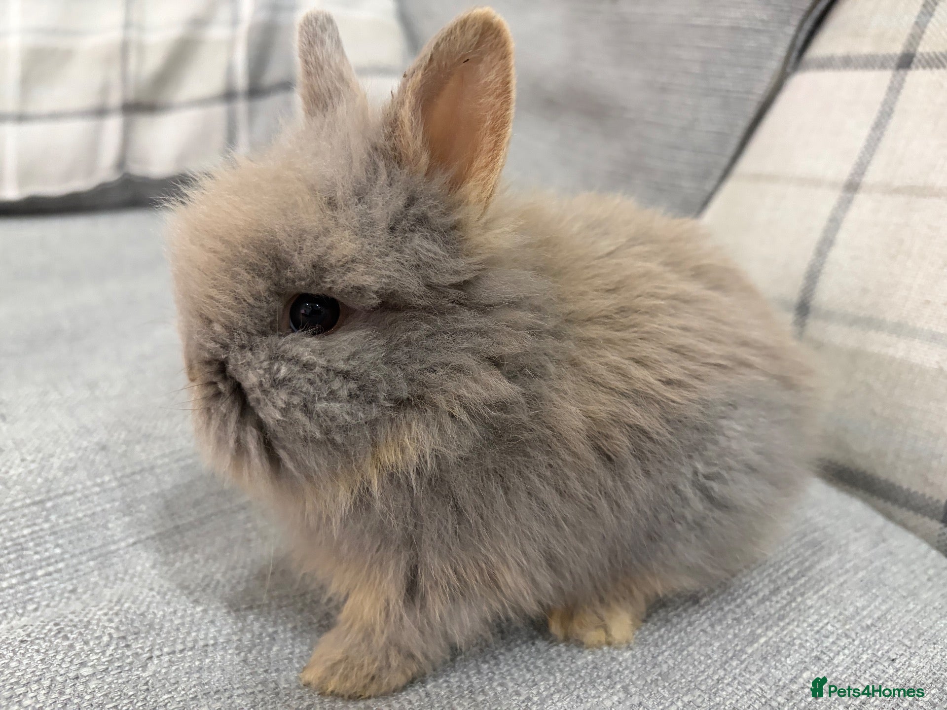 Lionhead rabbits Double Mane Lion Head Bunnies 🐰 for sale  - Advert 2