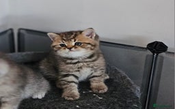British Shorthair cats for sale: Rare GCCF Registered British Shorthair Kittens  - Image 10