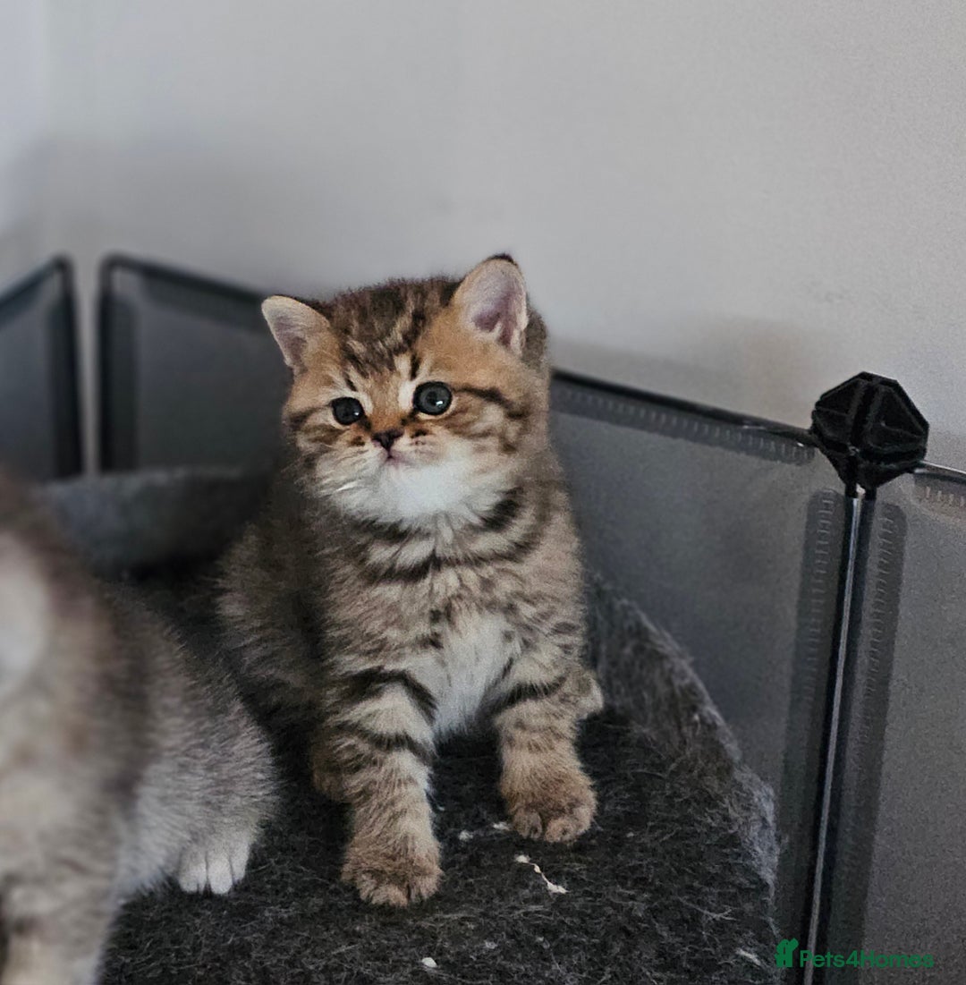 British Shorthair cats for sale: Rare GCCF Registered British Shorthair Kittens  - Image 10