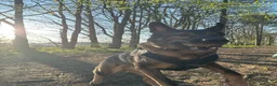 German Shepherd dogs for sale: Male German shepherd 7years - Advert 20