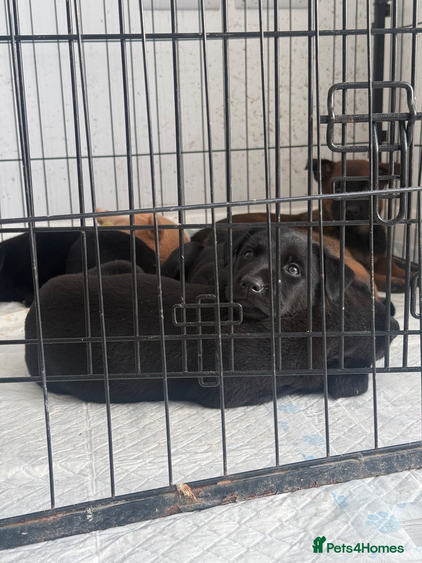 Belgian Shepherd Dog dogs for sale: Dutch Herder Puppies - Ready to Leave On Halloween - Advert 5