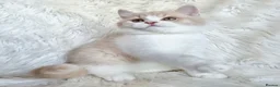 British Shorthair cats for sale: Gorgeous British shorthair kittens  - Advert 12