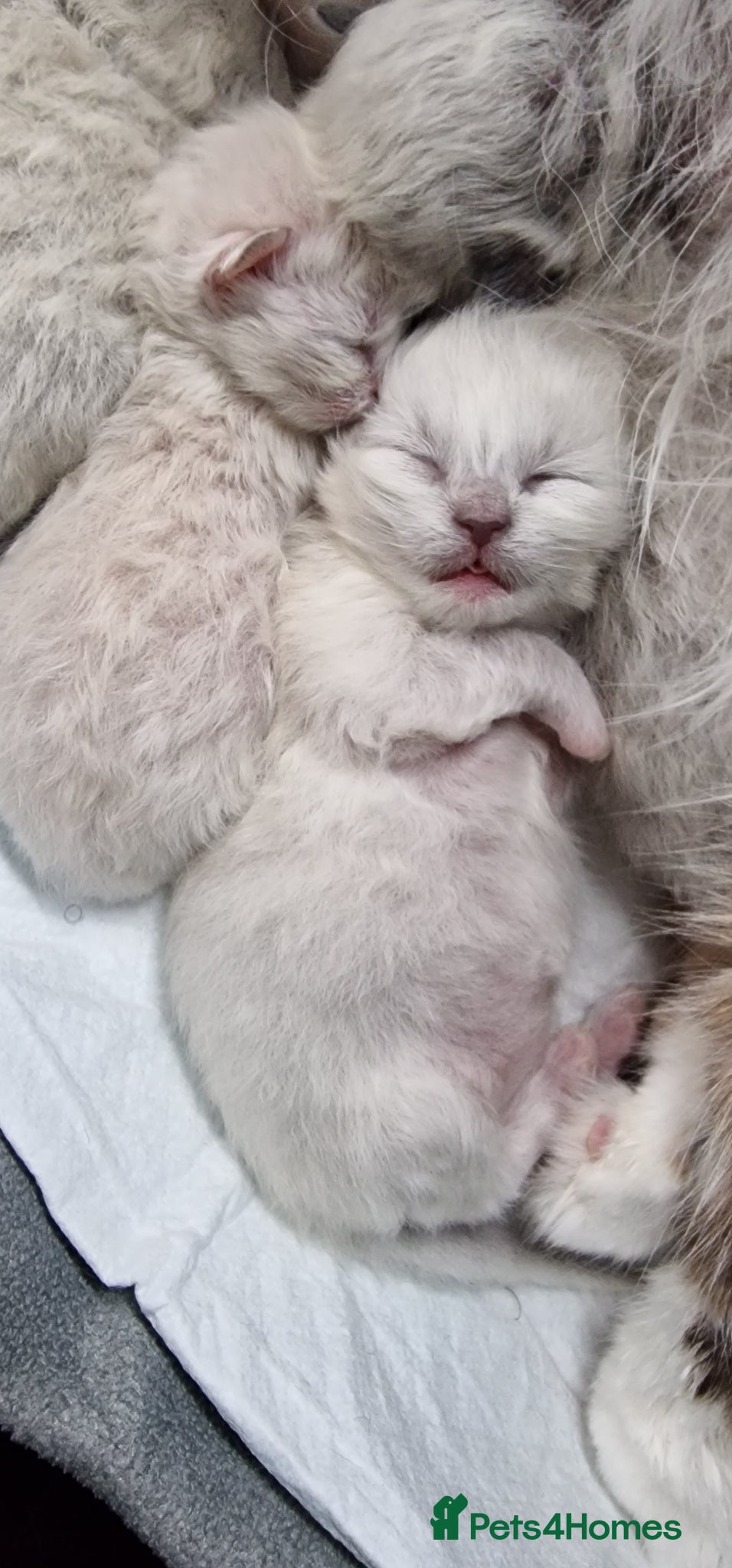 Ragdoll cats Gorgeous pure bred Ragdoll ready to leave 26 April - Advert 1