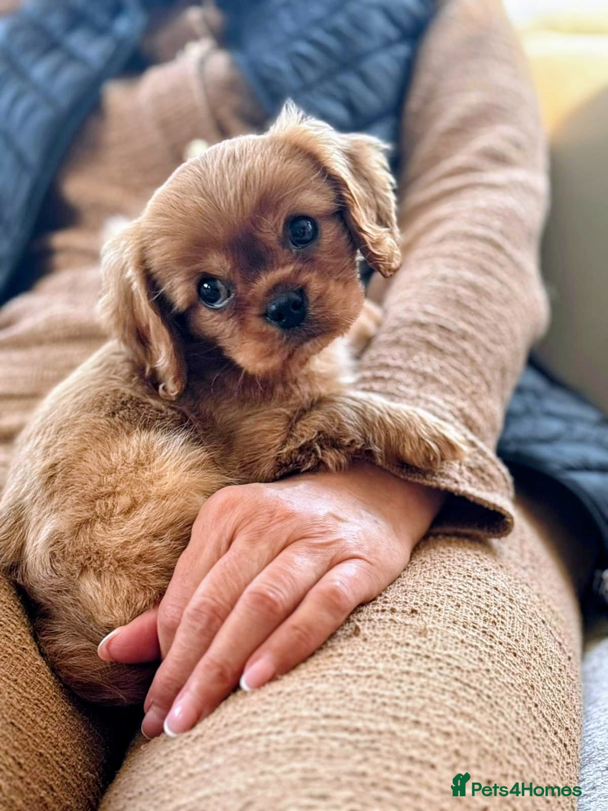 King Charles Spaniel dogs DNA TESTED KING CHARLES CAVALIER BOY  - Advert 1