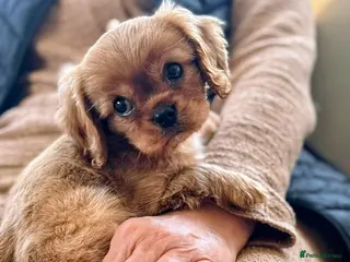 King Charles Spaniel dogs DNA TESTED KING CHARLES CAVALIER BOY - Advert 2