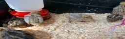 Quail poultry for sale: Jumbo Japanese Coturnix Quail Chicks  in Birmingham - Advert 6