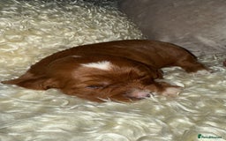 Cavapoo dogs for sale: ❤️ Deep Red Cavapoo Puppies ❤️ - Image 11