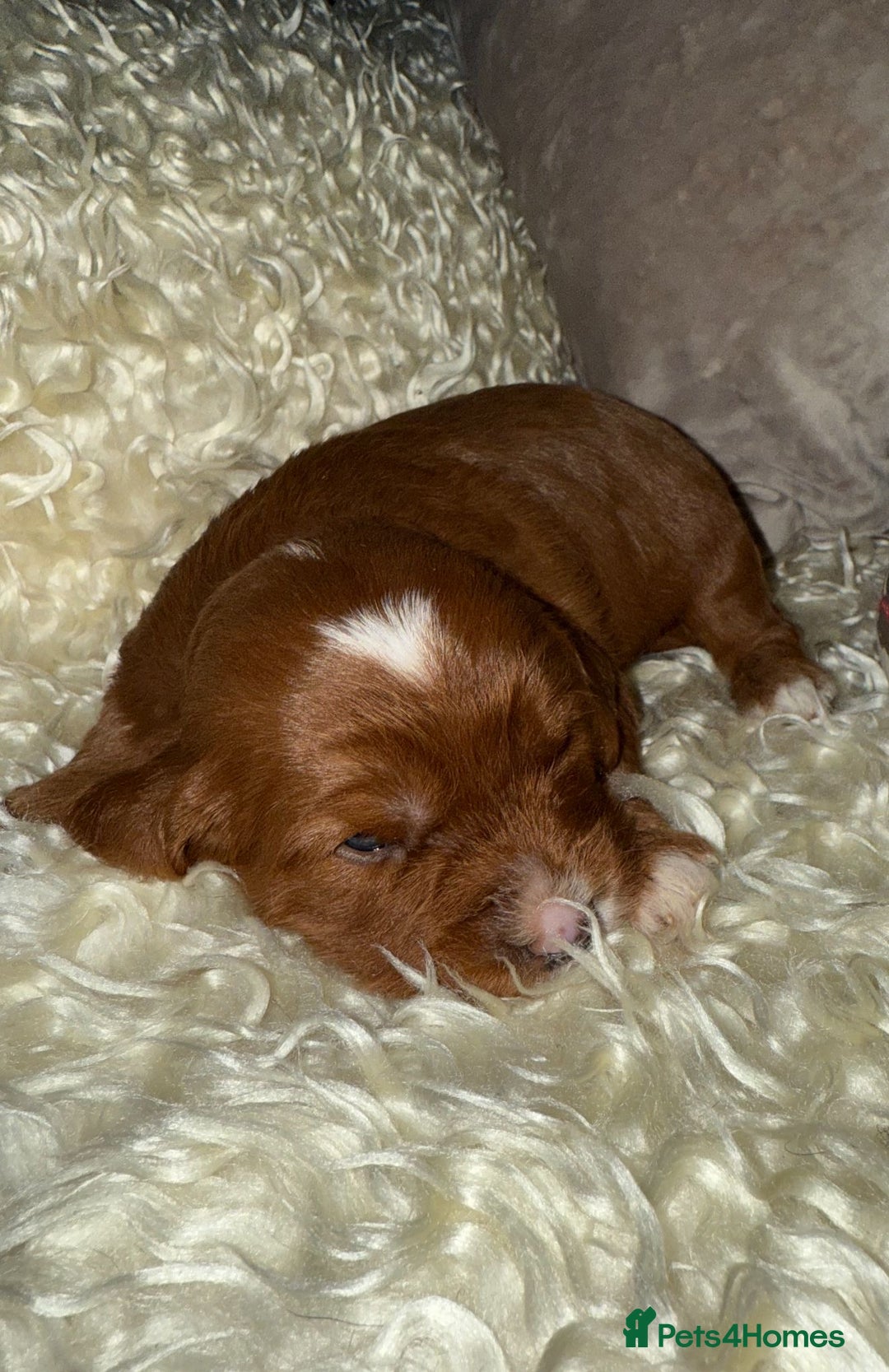 Cavapoo dogs for sale: ❤️ Deep Red Cavapoo Puppies ❤️ - Image 11