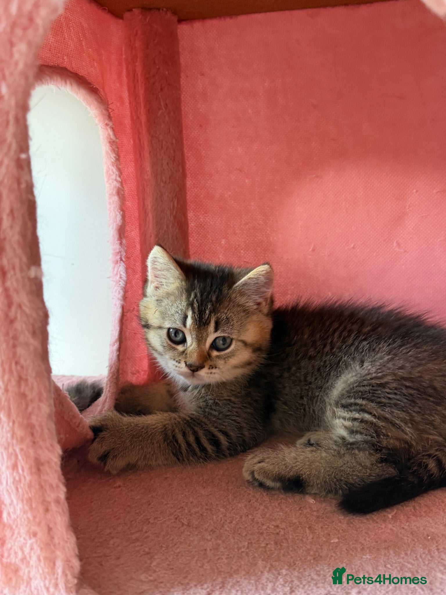 Mixed Breed cats looking for a new home, a new family!!! - Advert 1