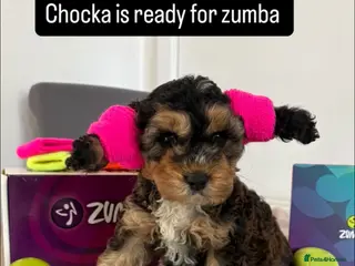 Cockapoo dogs Gorgeous Cockerpoos - Advert 1