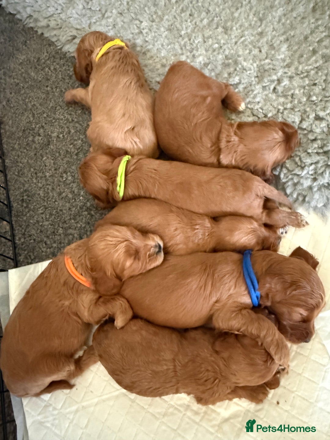 Cockapoo dogs for sale: F1 Cockapoos - Advert 5