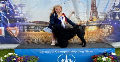 Portuguese Water Dog dogs - Advert 15