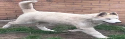 Alaskan Malamute dogs for sale: 2 females and 2 males left - Advert 11