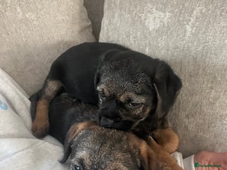 Border Terrier dogs 🐾 Adorable Border Terrier Puppies! 🐾 - Advert 5