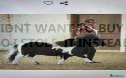 Shetland pony horses for sale: Miniature shetland gelding - Image 6