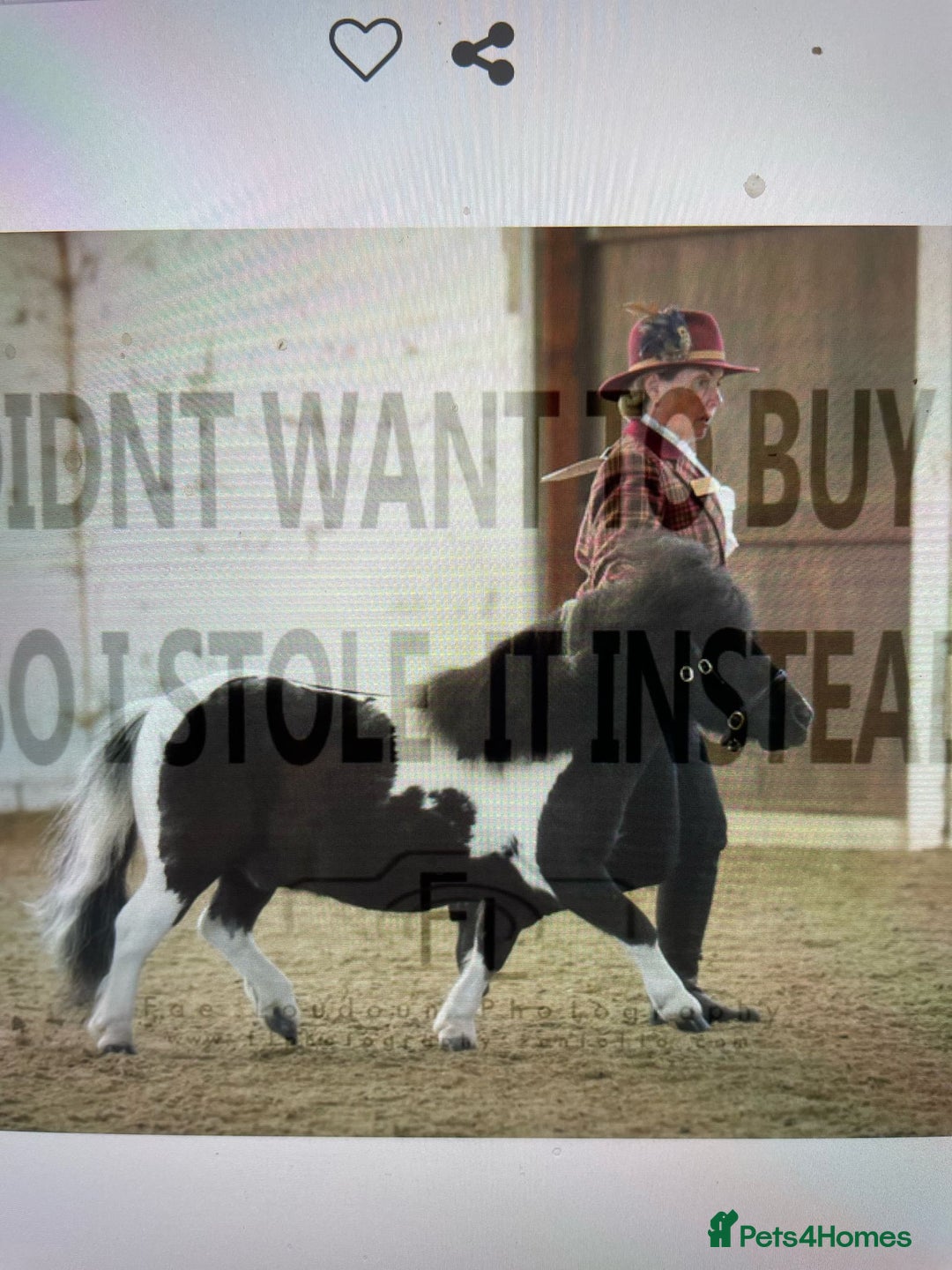 Shetland pony horses for sale: Miniature shetland gelding - Image 6