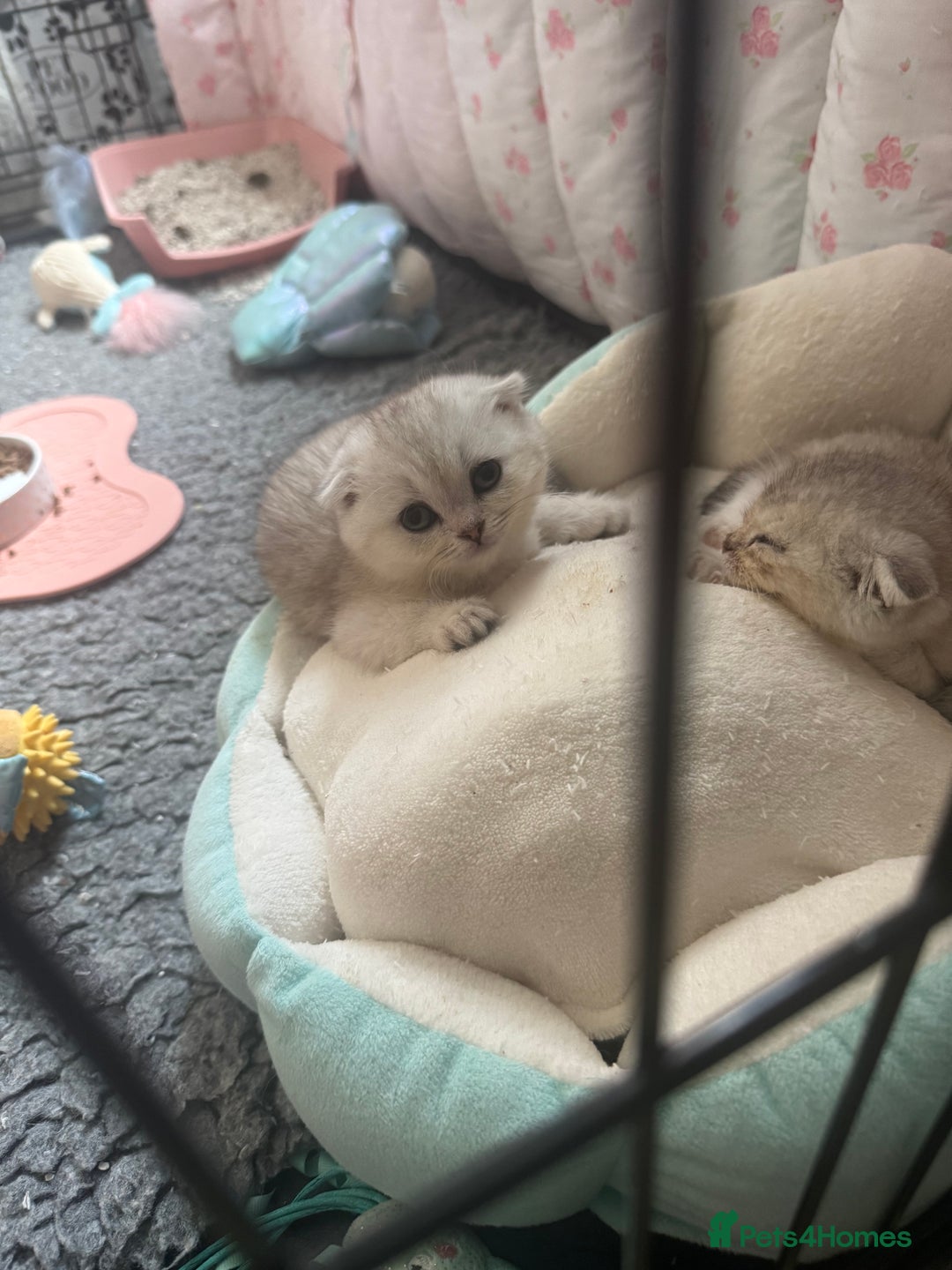 Scottish Fold cats for sale: Scottish fold female pick of litter - Image 6