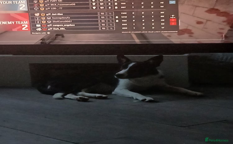 Border Collie dogs Dog for sale - Advert 6