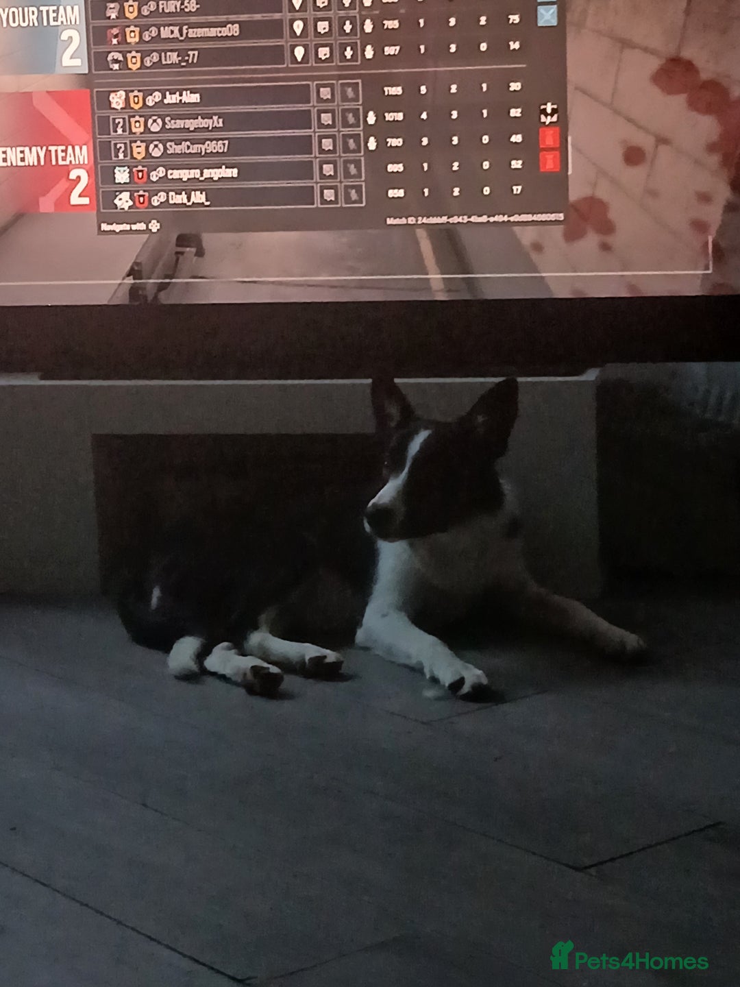 Border Collie dogs for sale: Dog for sale - Advert 1