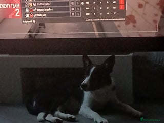 Border Collie dogs Dog for sale - Advert 2