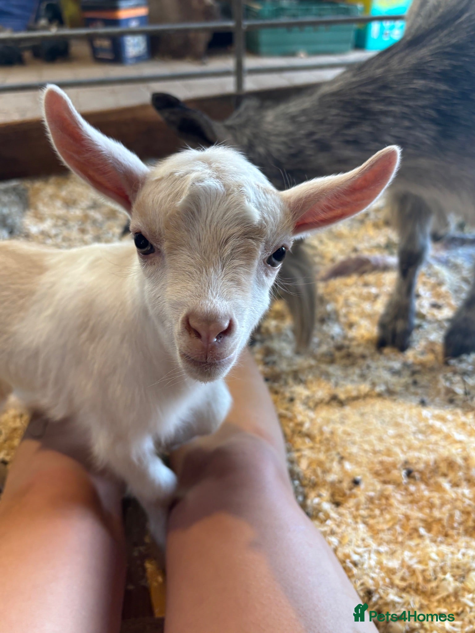 Goats livestock Pedigree pigmy kid  - Advert 1