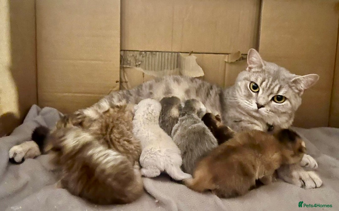 British Shorthair cats for sale: 🐾Purebred BSH kittens🐾 - Image 34