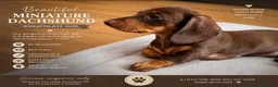 Miniature Dachshund dogs for sale: 🐾 Just One Beautiful Puppy Left! 🐾 - Advert 2