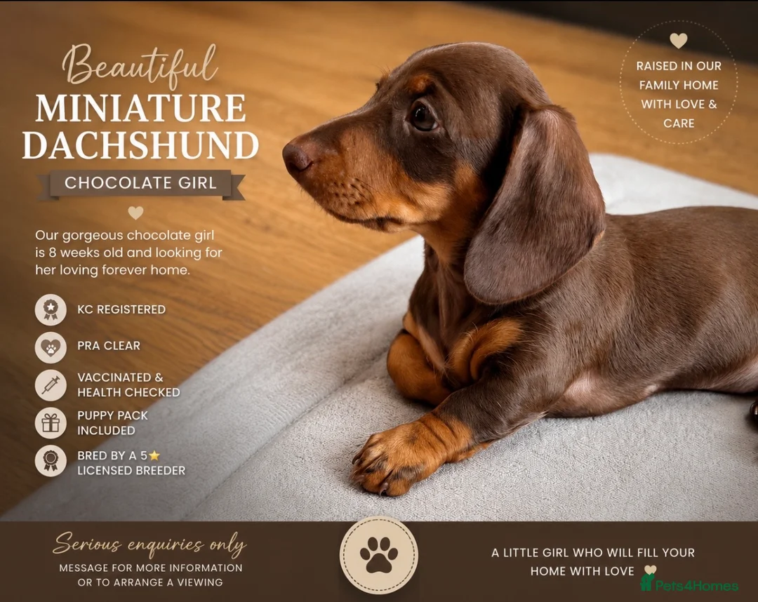 Miniature Dachshund dogs for sale: 🐾 Just One Beautiful Puppy Left! 🐾 - Advert 2
