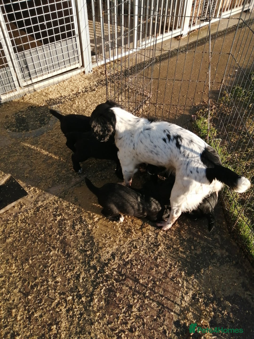 Cocker Spaniel dogs for sale: Beautiful working cocker spaniel puppies. - Advert 5