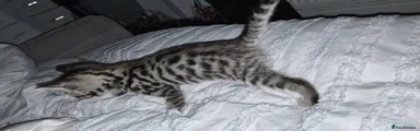 Bengal 7
