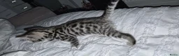 Bengal cats for sale: Bengal Kittens  - Advert 6