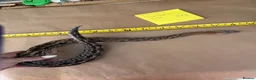 Boa Snake reptiles for sale: Madagascar ground boas babies - Advert 3