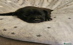 Staffordshire Bull Terrier dogs for sale: Stunning litter of Blue & Black Puppies - Advert 12