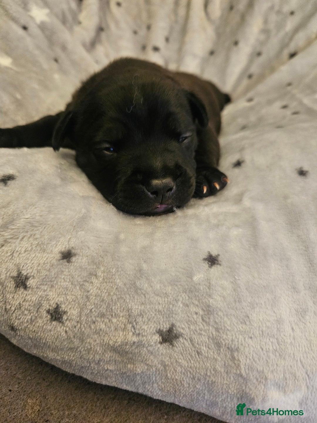 Staffordshire Bull Terrier dogs for sale: Stunning litter of Blue & Black Puppies - Advert 12