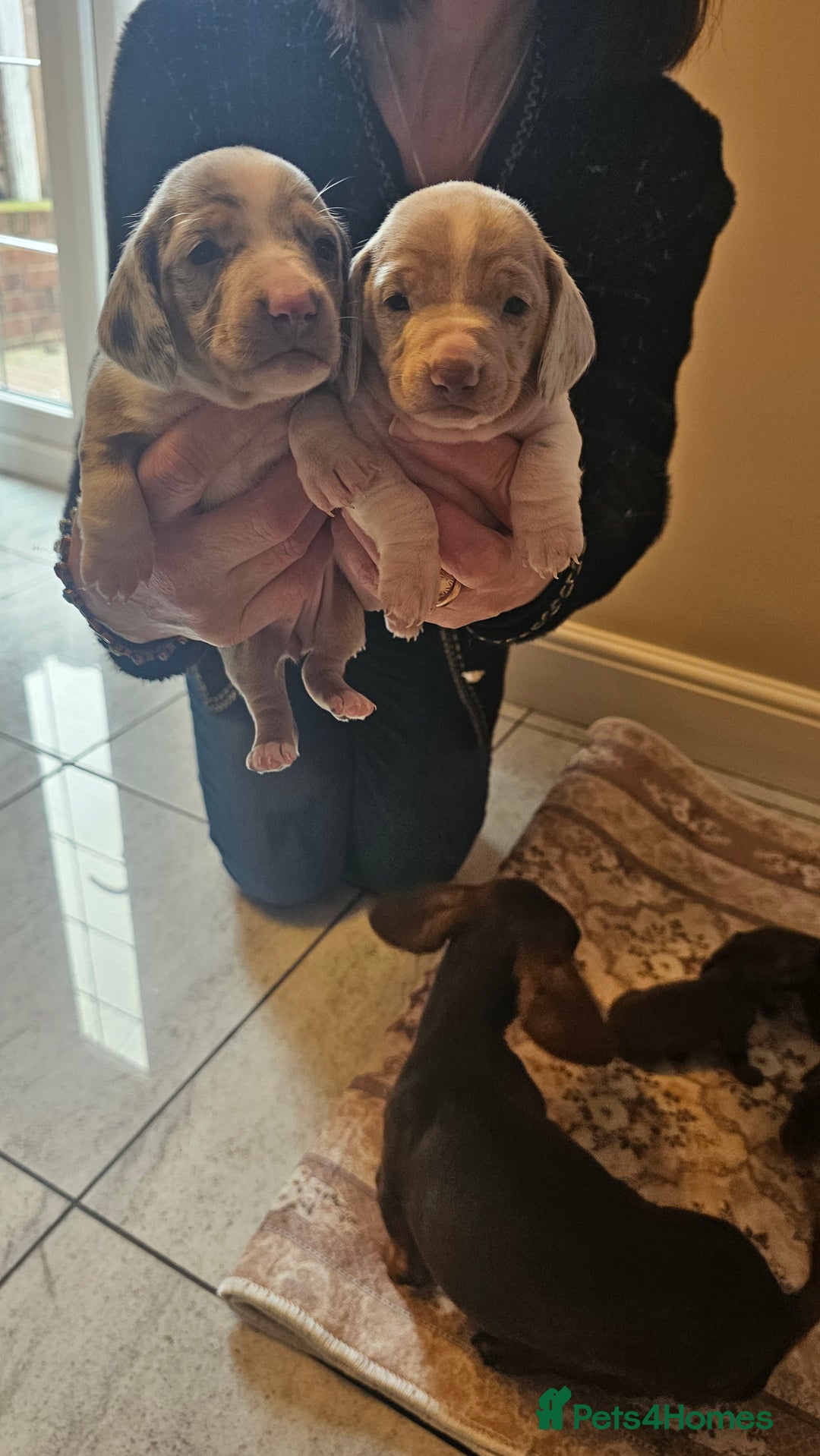 Dachshund dogs for sale: Miniature Dachshund Puppies. - Advert 5