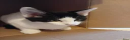 Mixed Breed cats for sale: Cute piebald kittens  - Advert 28