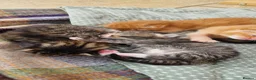 Mixed Breed cats for sale: Ragdoll Cross tabby & ginger Kittens  - Advert 22