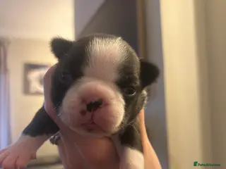 Boston Terrier dogs Willow’s Lovely Puppies 🐾 - Advert 10