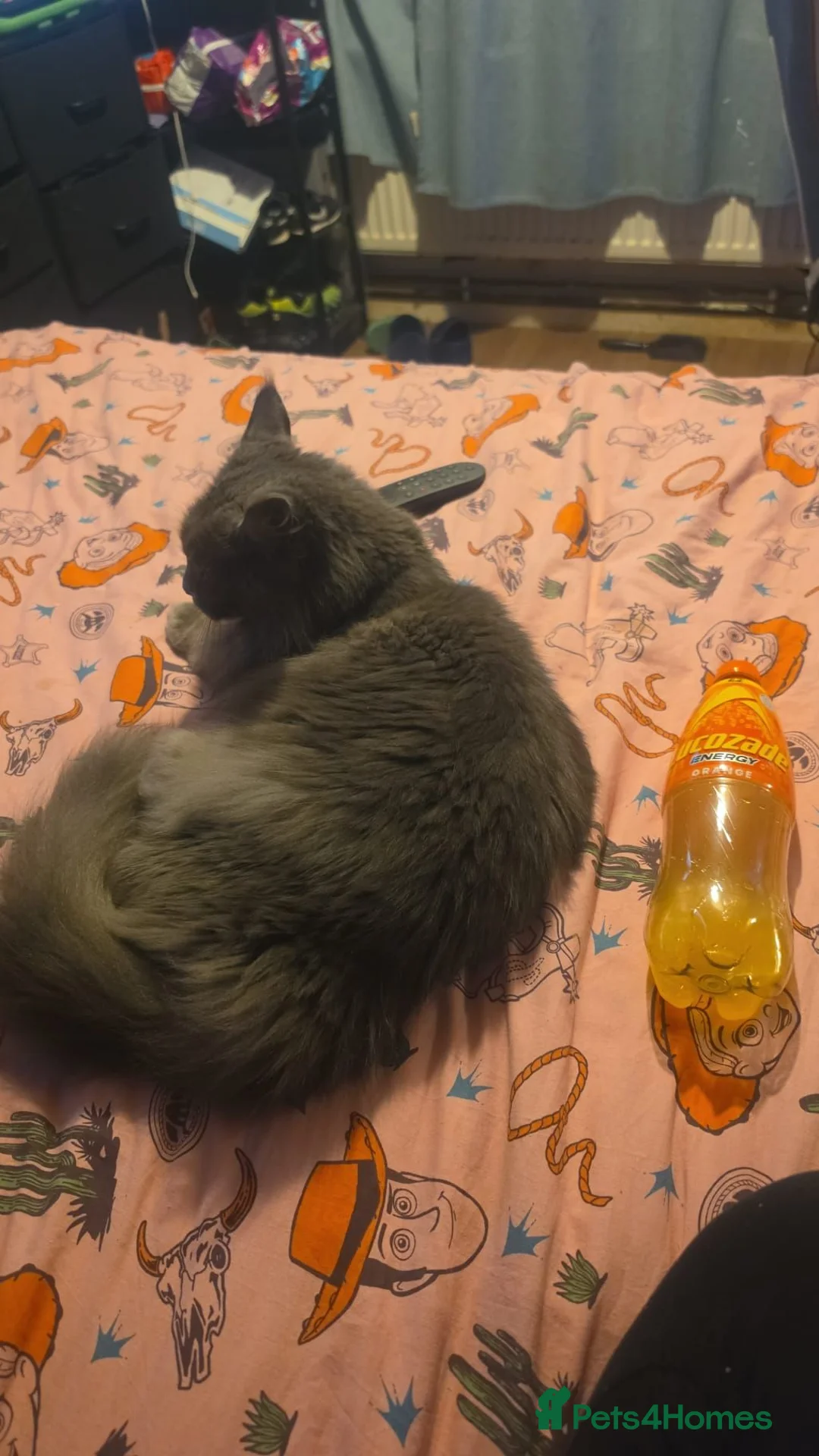 Maine Coon cats for sale: FEMALE MAINECOON - Advert 2