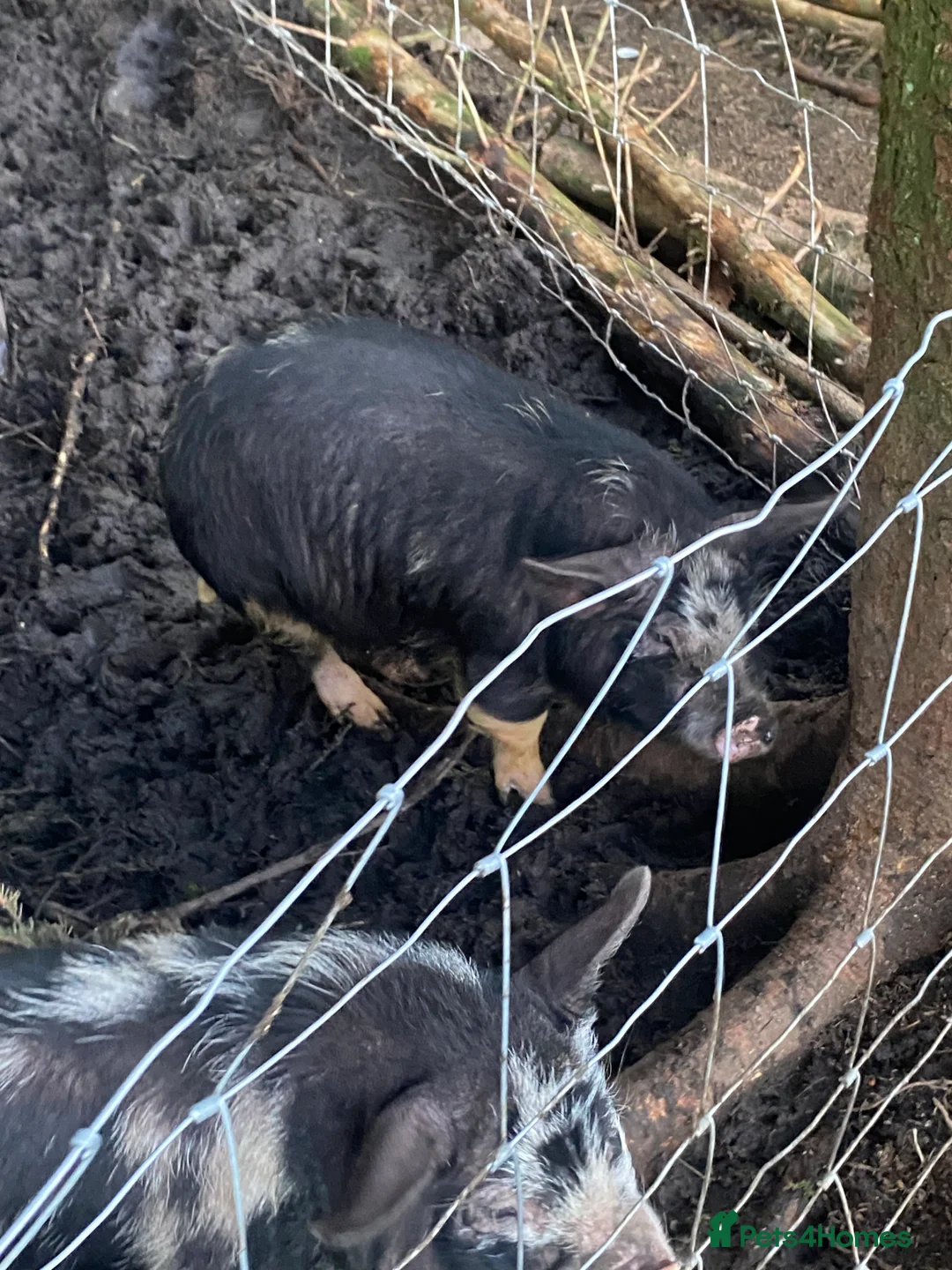 Pig livestock for sale: 4 micro pigs in Rossendale - Advert 3